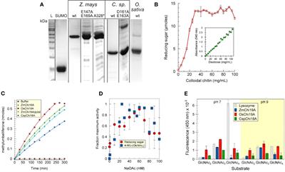 Plant root associated chitinases: structures and functions